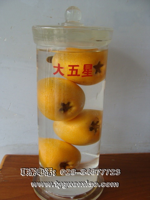 大五星枇杷標(biāo)本
