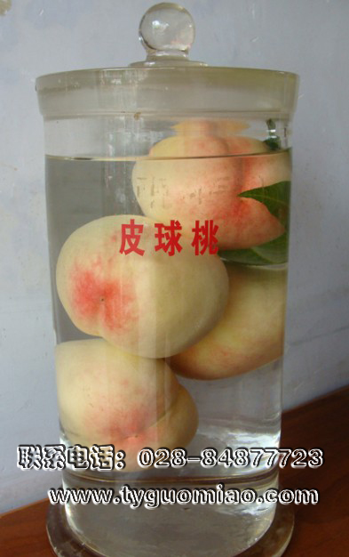 皮球桃標(biāo)本
