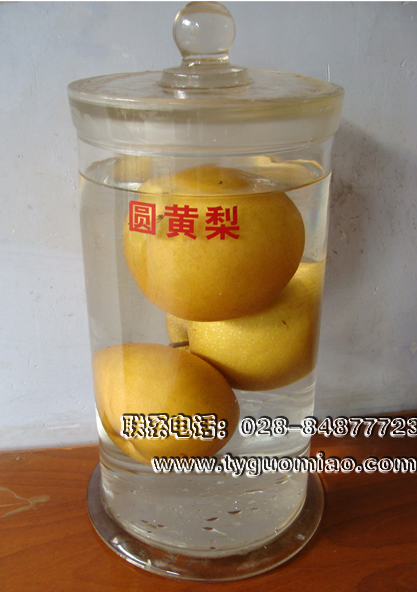 圓黃梨標(biāo)本