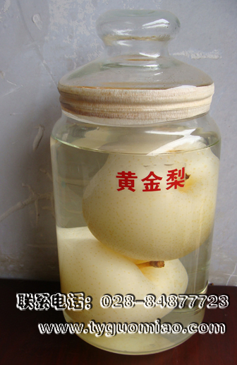 黃金梨標(biāo)本