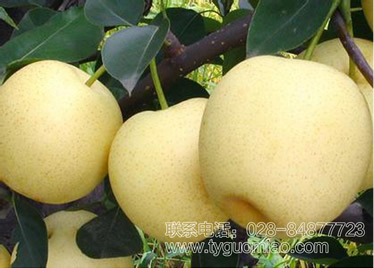 黃金梨
