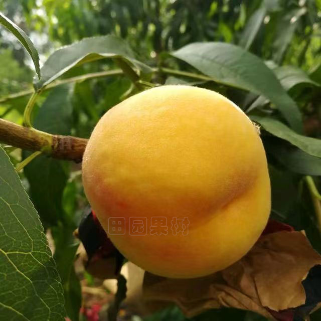 中桃金陽黃桃