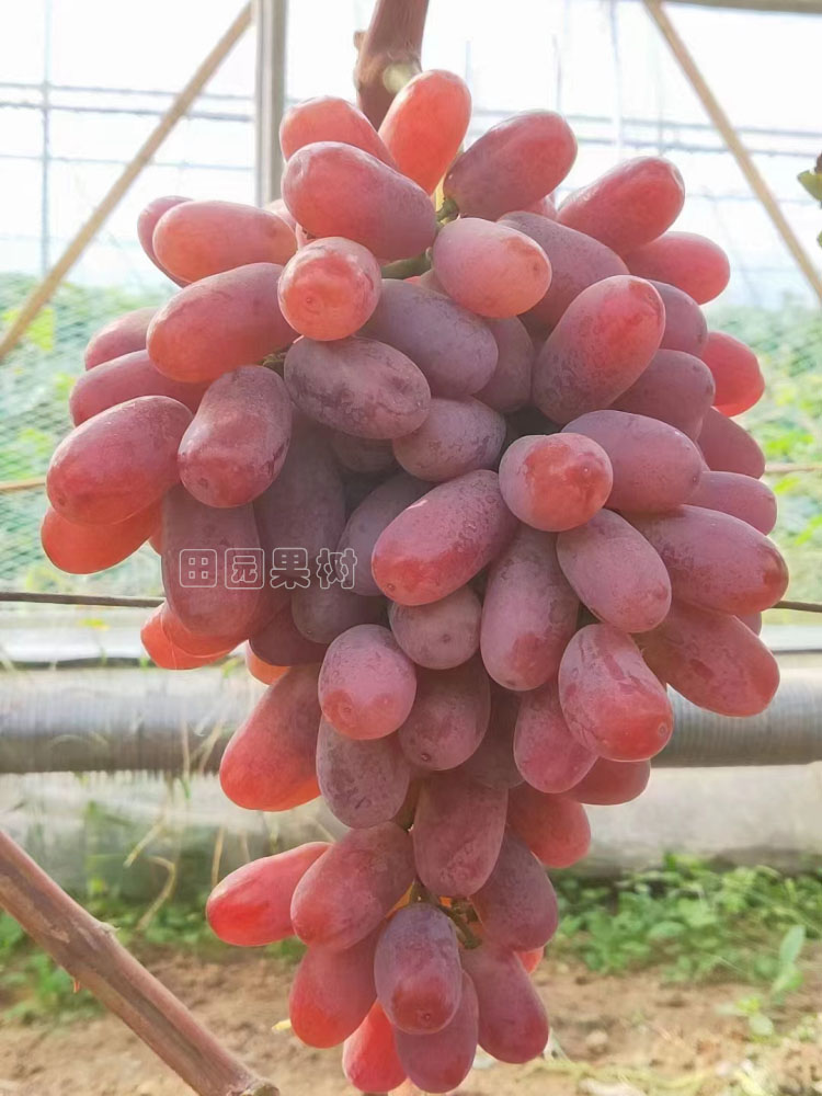 深紅無(wú)籽葡萄（美國(guó)）